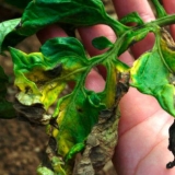 Plastenička obrada od fitoftore u jesen